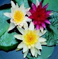 Lilies